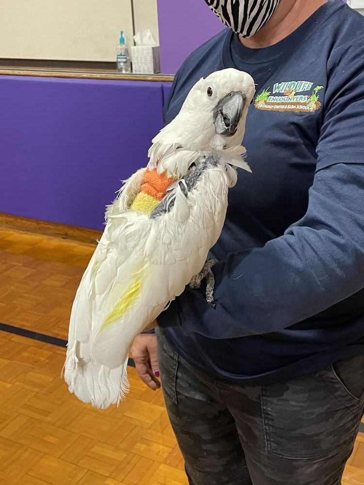 Wildlife Encounters